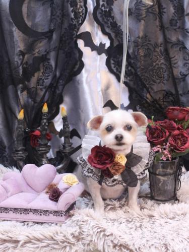 20231028ココくん